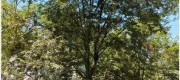 湖南全冠榉树-长沙移栽榉树行业低迷不低头品牌